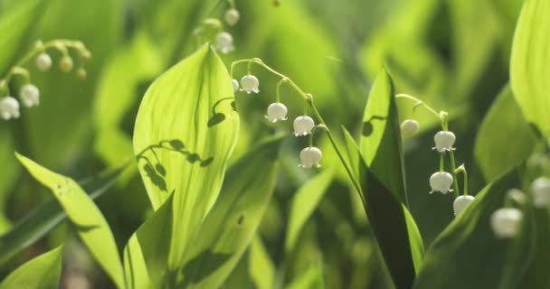 百合花盛开 百合花盛开 一丛丛洁白的春天百合的谷花生长在春天的森林里 芳香的花朵靠近了 Uhd视频 — 图库视频影像