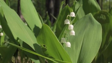 Vadideki zambak açan bahar çiçekleri. Bir bahar ormanında yetişen vadideki çiçekli Lilly 'nin baharı. Aroma çiçekleri kapanıyor. 4K UHD video