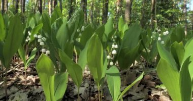 Vadideki zambak açan bahar çiçekleri. Bir bahar ormanında yetişen vadideki çiçekli Lilly 'nin baharı. Aroma çiçekleri kapanıyor. 4K UHD video