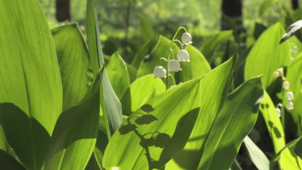 Lily Valley Spring Flowers Blooming Bunch White Spring Lilly Valley — Stock Video