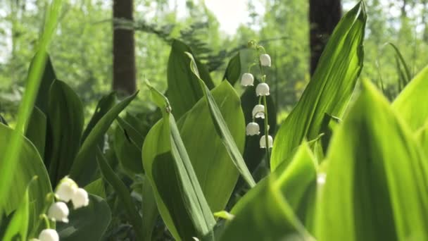 Rozkvetlé Jarní Květy Lily Valley Banda Bílých Jarních Lilly Údolí — Stock video