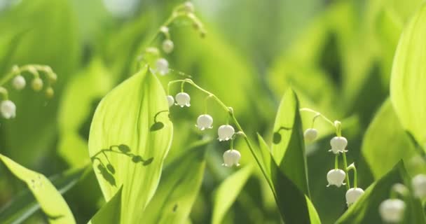 Flores Primaverales Lily Valley Floreciendo Ramo Primavera Blanca Lilly Flor — Vídeo de stock