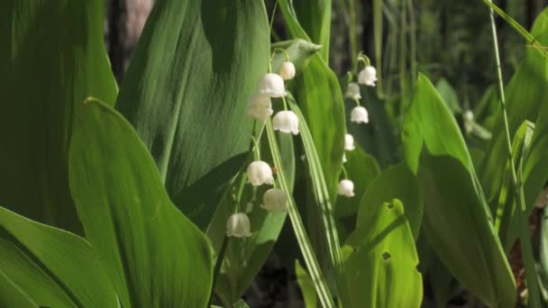 Квітучі Весняні Квіти Лілії Букет Білої Весни Ліллі Квітки Долини — стокове відео