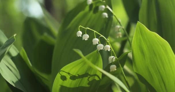 百合花盛开 百合花盛开 一丛丛洁白的春天百合的谷花生长在春天的森林里 芳香的花朵靠近了 Uhd视频 — 图库视频影像