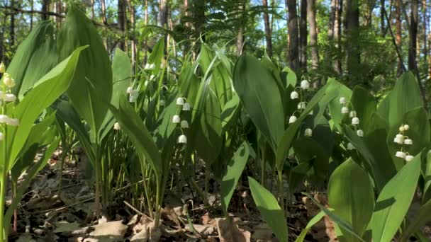 Lily Valley Spring Flowers Blooming Bunch White Spring Lilly Valley — Stock Video
