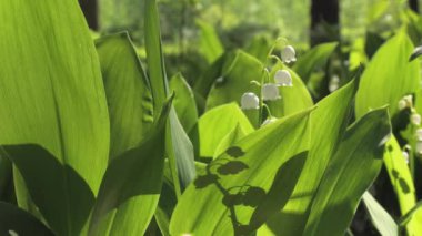 Vadideki zambak açan bahar çiçekleri. Bir bahar ormanında yetişen vadideki çiçekli Lilly 'nin baharı. Aroma çiçekleri kapanıyor. 4K UHD video