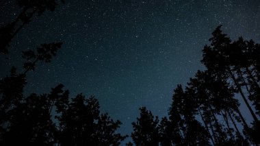 Gece gökyüzündeki yıldızlar ağaç siluetlerinin üzerinde
