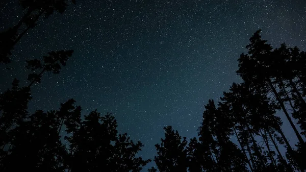 Sterne Nachthimmel Über Baumsilhouetten — Stockfoto