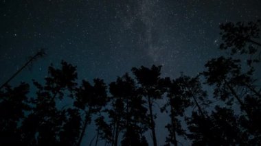 Samanyolu Galaksisi 'nin Zaman Çizelgesi ağaç siluetlerinin üzerinde ilerliyor. Yıldızlı gece geçmişi. Ormanda şafak vakti. 4K