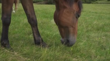 Körfez atı dağlık çayırlarda otluyor. Yeşil tarlalarda otlayan çiftlik atı memelileri. yakın plan