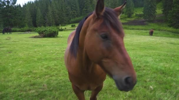 Konie Żywiące Się Trawą Pastwiskach Krajowe Ssaki Rodziny Koniowatych Wypasane — Wideo stockowe