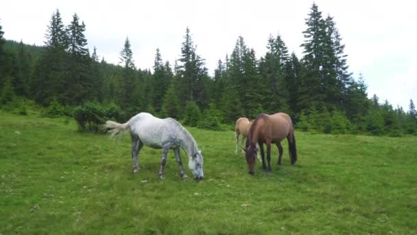 Cavalos Alimentando Grama Pasto Das Terras Altas Mamíferos Equídeos Domésticos — Vídeo de Stock
