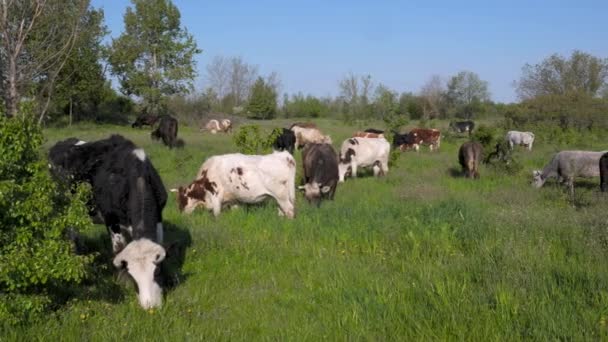 Vacas Pastam Pasto Fazenda Verão Vacas Grandes Comem Grama Prado — Vídeo de Stock