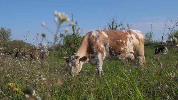 Cow Grazing Pasture Close — Stock Video