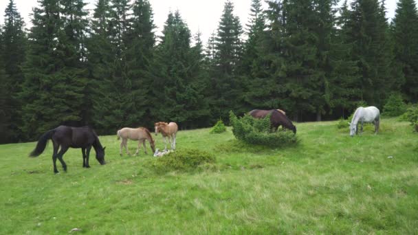 목초지에서 잔디를 먹이는 필드에서 자라는 포유류 — 비디오