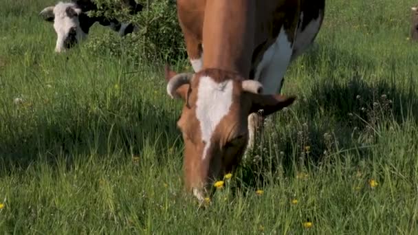 Vaca Está Pastando Pasto Cabeça Uma Vaca Close — Vídeo de Stock