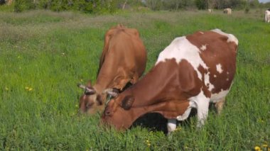 İnekler yazın bir çiftlik otlaklarında otlarlar. Büyük inekler çayırda ot yer.