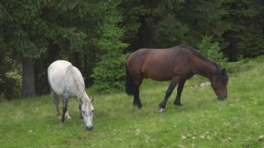 Dağ otlaklarında otla beslenen atlar. Yerli çiftlik atı memelileri yeşil alanlarda otluyor.