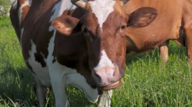 İnekler yazın bir çiftlik otlaklarında otlarlar. Büyük inekler çayırda ot yer.