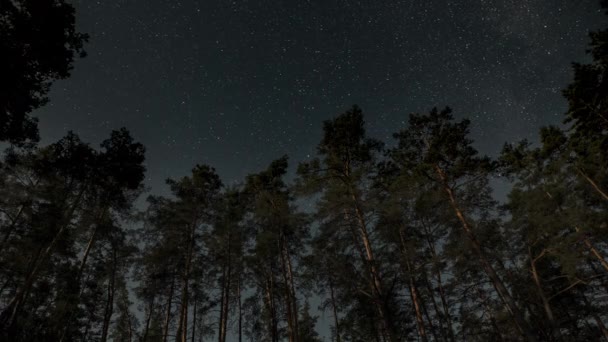 Estrelas Movem Céu Noturno Acima Das Árvores Floresta Noite Luar — Vídeo de Stock