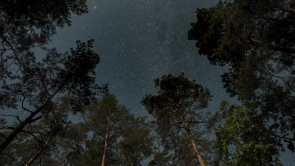 Stjärnorna Rör Sig Natthimlen Ovanför Träden Skogen Månskensnatten Tidsåtgång — Stockvideo