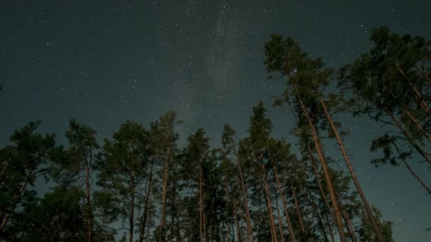 Gwiazdy Poruszają Się Nocnym Niebie Nad Drzewami Lesie Noc Księżycowa — Wideo stockowe