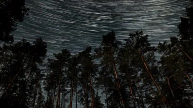 Kuyrukluyıldız şeklindeki yıldızların gece gökyüzünde orman boyunca zaman geçişi. Yıldızlar bir kutup yıldızının etrafında döner. Ultra 4K