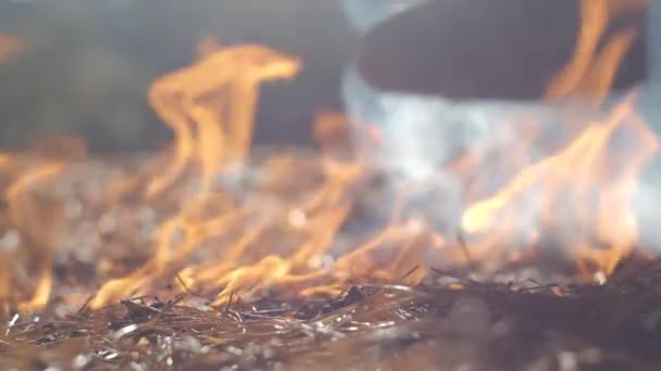 Stinge Foc Pădure Picioarele Mișcare Lentă — Videoclip de stoc