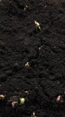 Topraktan büyüyen ya da filizlenen sebze tohumları, sera tarımındaki yeni doğmuş bezelye filizleri. Büyüme ve yeni hayat kavramı.