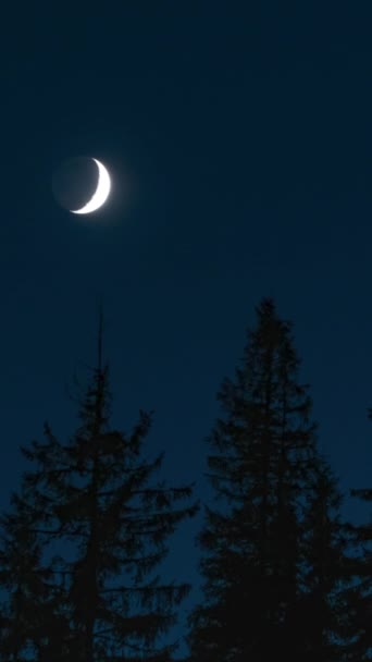Időeltolódás Mozgó Hold Éjszakai Égbolt Felett Erdő Függőleges Videó — Stock videók