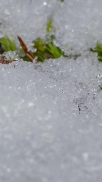 Макрохронометраж Блестящих Частиц Тающего Снега Открытой Зеленой Травы Листа Изменение — стоковое видео