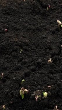 Topraktan büyüyen ya da filizlenen sebze tohumları, sera tarımındaki yeni doğmuş bezelye filizleri. Büyüme ve yeni hayat kavramı. dikey görüntüler