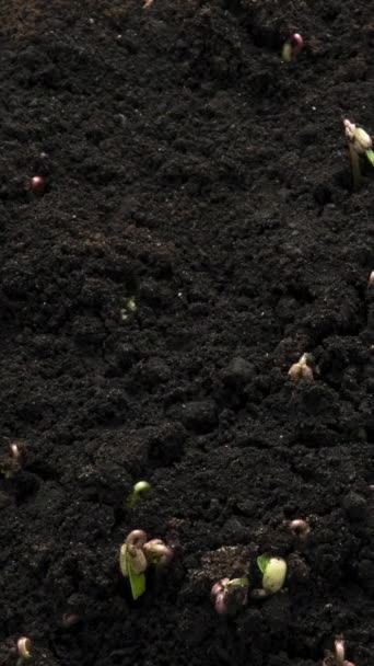 Time Lapse Vegetable Seeds Growing Sprouting Ground Sprouts Germination Newborn — Stock Video