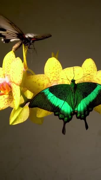 Papillons Sur Orchidée Fleur Jaune Gros Plan Plan Vertical — Video