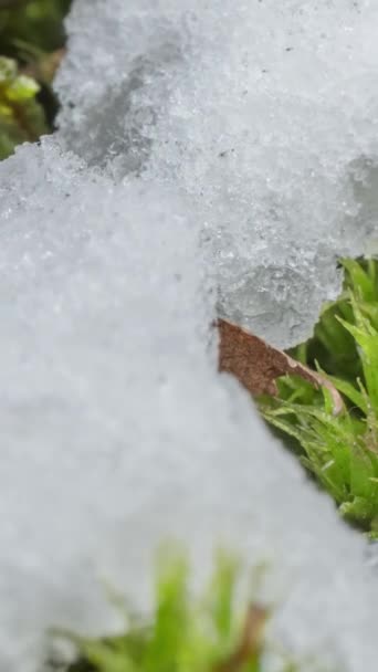 Macro Time Lapse Shot Shiny Particles Melting Snow Open Green — Stock Video