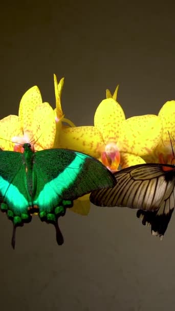 Бабочки Желтой Цветочной Орхидее Крупный План Вертикальные Кадры — стоковое видео