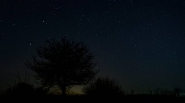 Gece gökyüzündeki yıldızlar ağacın üstünde.
