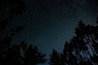 Gece gökyüzündeki yıldızlar ağaç siluetlerinin üzerinde
