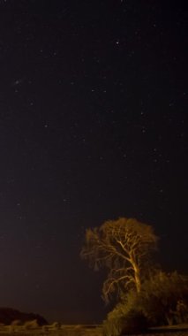 Geceleyin hareket eden yıldızların çam ağaçlarının üzerinden geçişi, dikey video