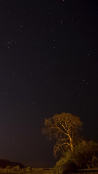 Time Lapse Moving Stars Night Sky Pine Trees Vertical Video — Video