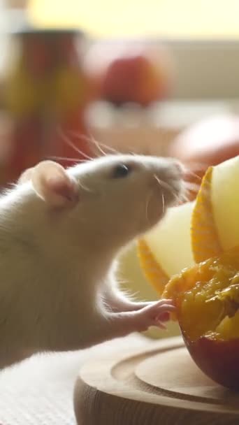 White Rat Funny Eats Peach Appetite Table Kitchen Rodent Close — Stock Video