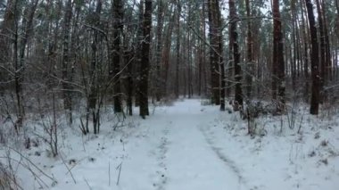 Karla kaplı bir orman sahnesinde yavaşça yürürken. Yürüyen hareketlerle kış ormanı manzarası. POV görüntüleri.