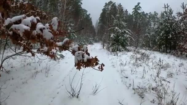 Медленная Прогулка Заснеженному Лесу Зимний Лесной Пейзаж Пешим Движением Видеозапись — стоковое видео