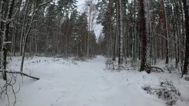 慢慢地穿过积雪覆盖的森林 冬季森林景观与步行运动 Pov镜头 — 图库视频影像