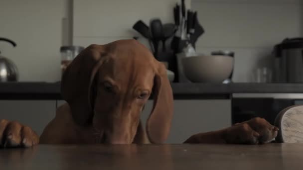 Cão Húngaro Faminto Bonito Vizsla Esperando Por Comida Mesa Close — Vídeo de Stock