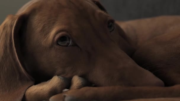 Detailní Záběr Čenich Roztomilý Ospalý Maďarský Pes Vizsla Leží Doma — Stock video