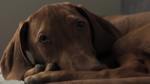 Ağızlığın Yakın Çekimi Tatlı Uykulu Bir Macar Vizsla Köpeği Evdeki — Stok video