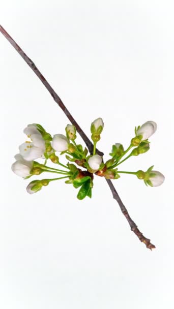 苹果花的白色花瓣在白色背景上绽放的时间流逝 春天的流逝 苹果树枝条上绽放着美丽的花朵 宏观镜头 垂直镜头 — 图库视频影像