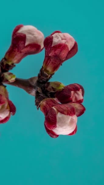 Temps Écoulé Floraison Des Pétales Blancs Une Fleur Abricot Sur — Video