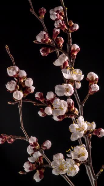 Barackvirág Fehér Szirmainak Fekete Hátterű Virágzásának Ideje Lejárt Tavaszi Szünet — Stock videók